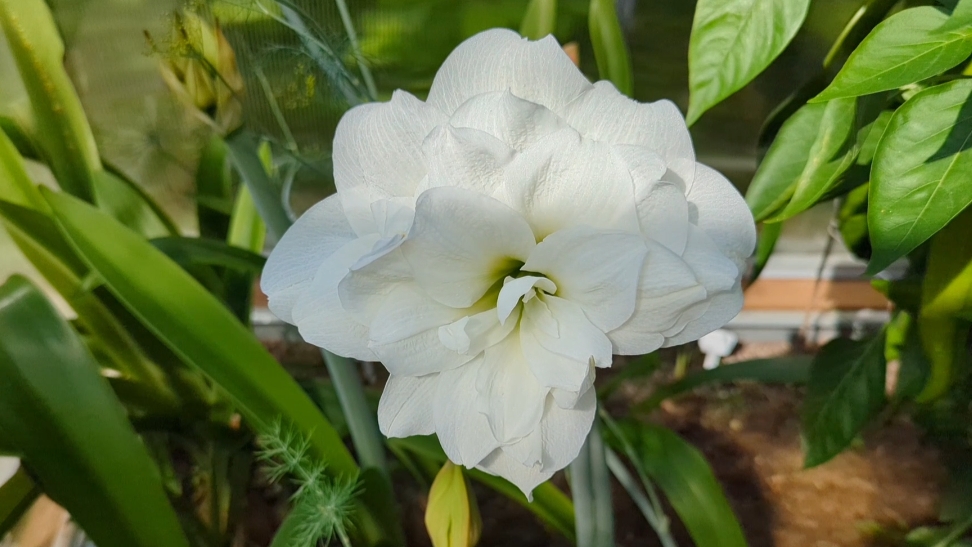 05-08-2025.Дача.Гиппеаструмы начинают распускаться.Сажаю черенки гортензии.