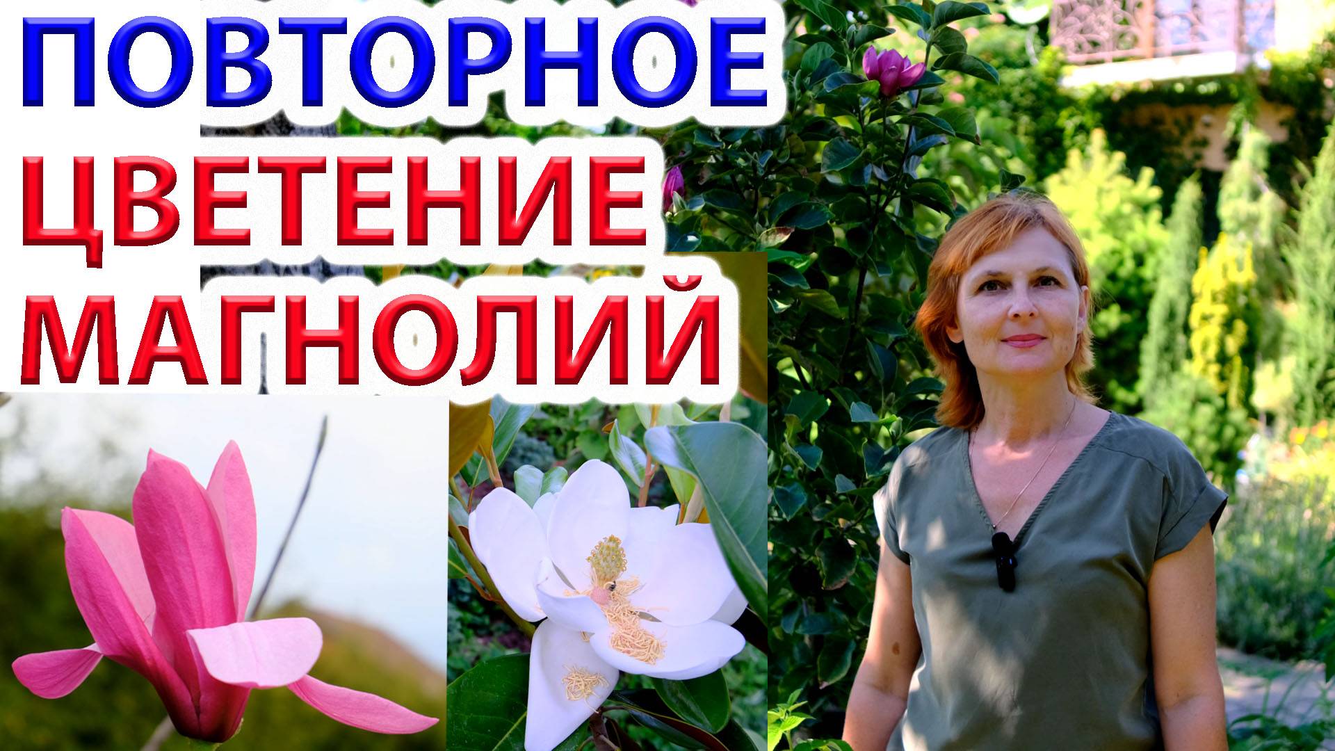 Магнолии. Повторное и Весеннее цветение. Сравнение красоты и полноты цветения весной и летом.