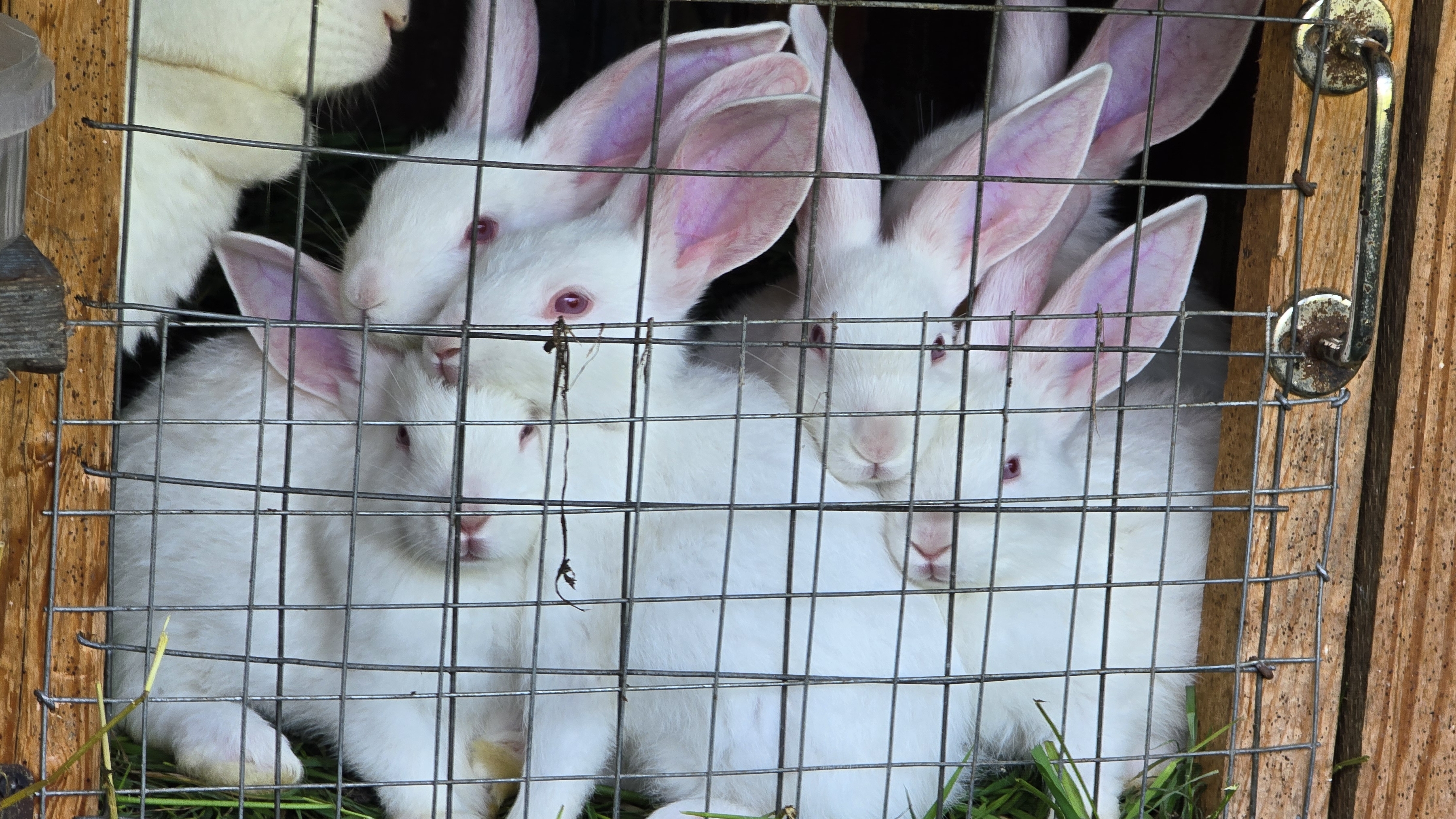 Паноны растут быстро