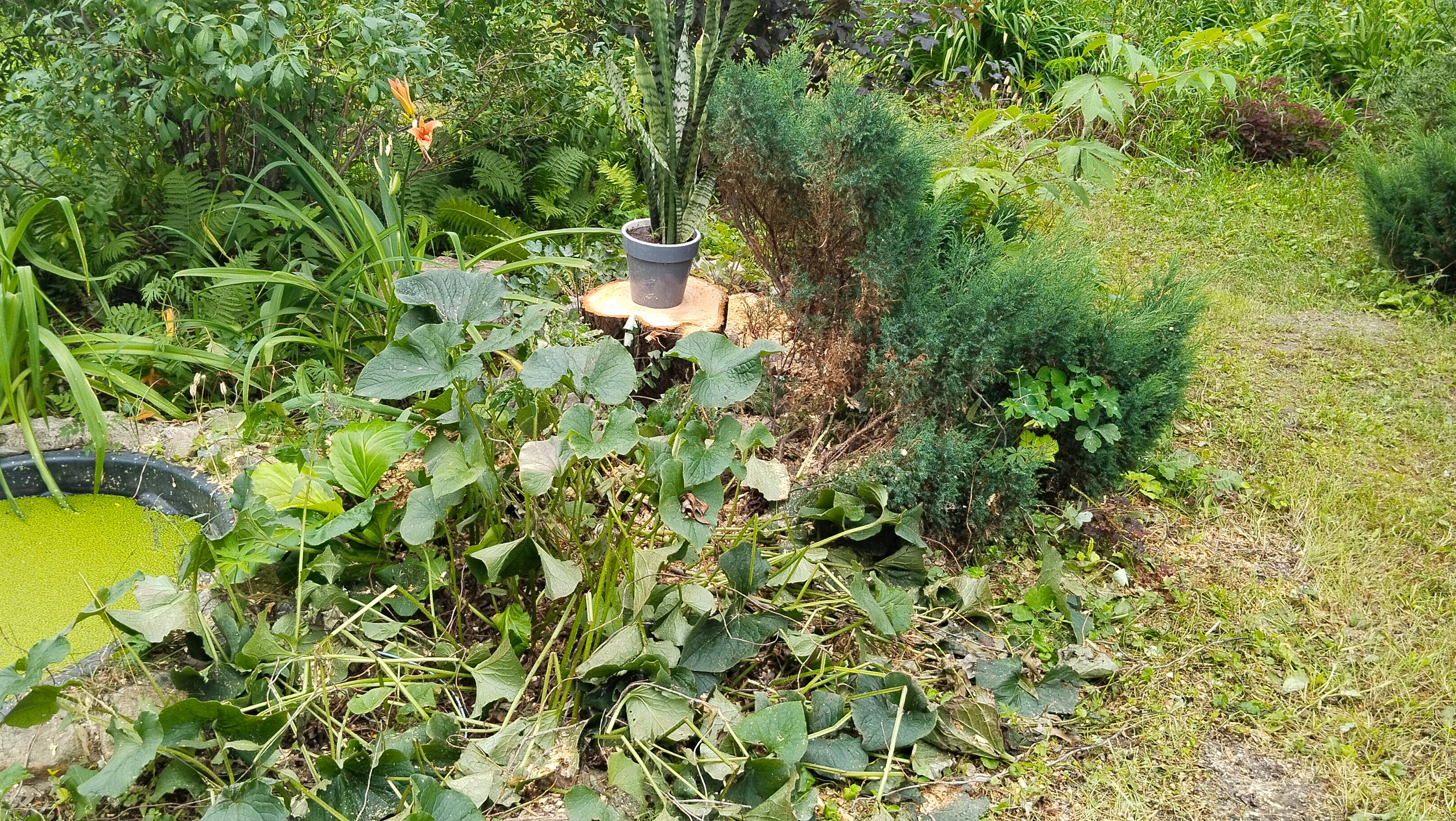 Большая садовая "печалька" этого лета 😥 😥😥