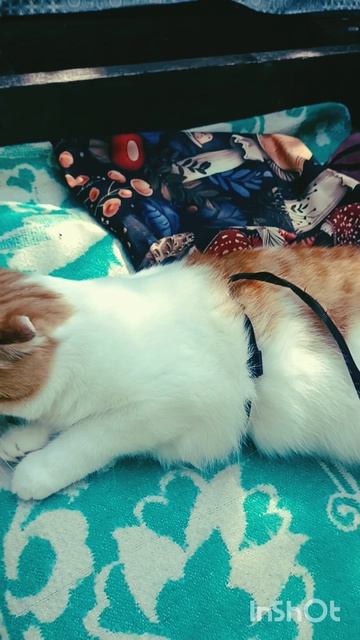 Барин не доволен🐯