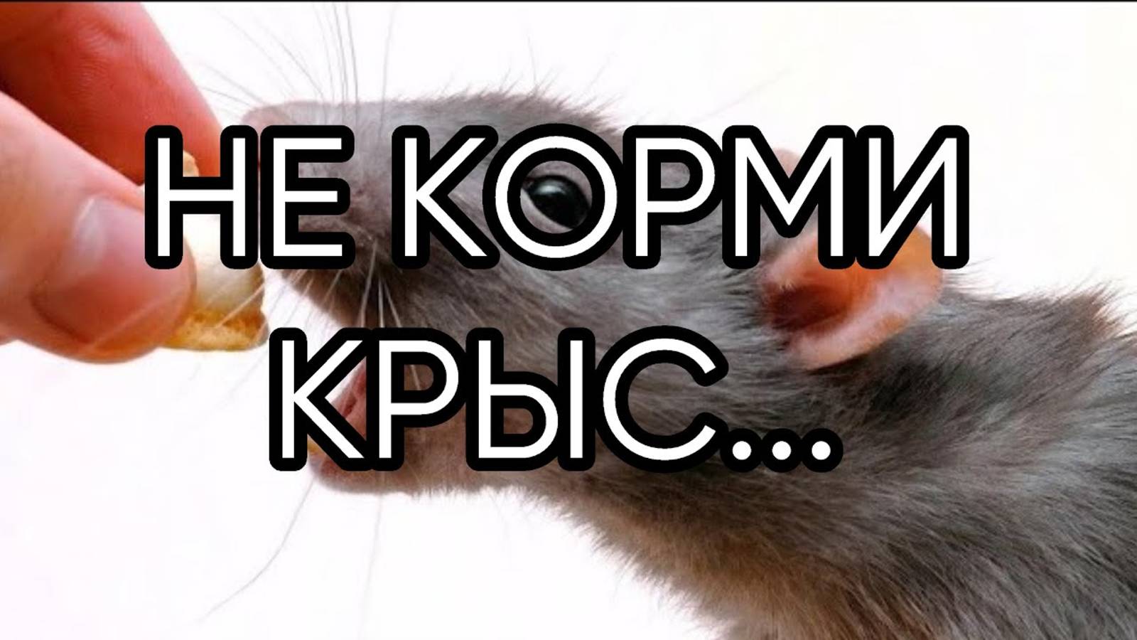 НЕ КОРМИ КРЫС...ВИДЕО 2019 ГОДА...