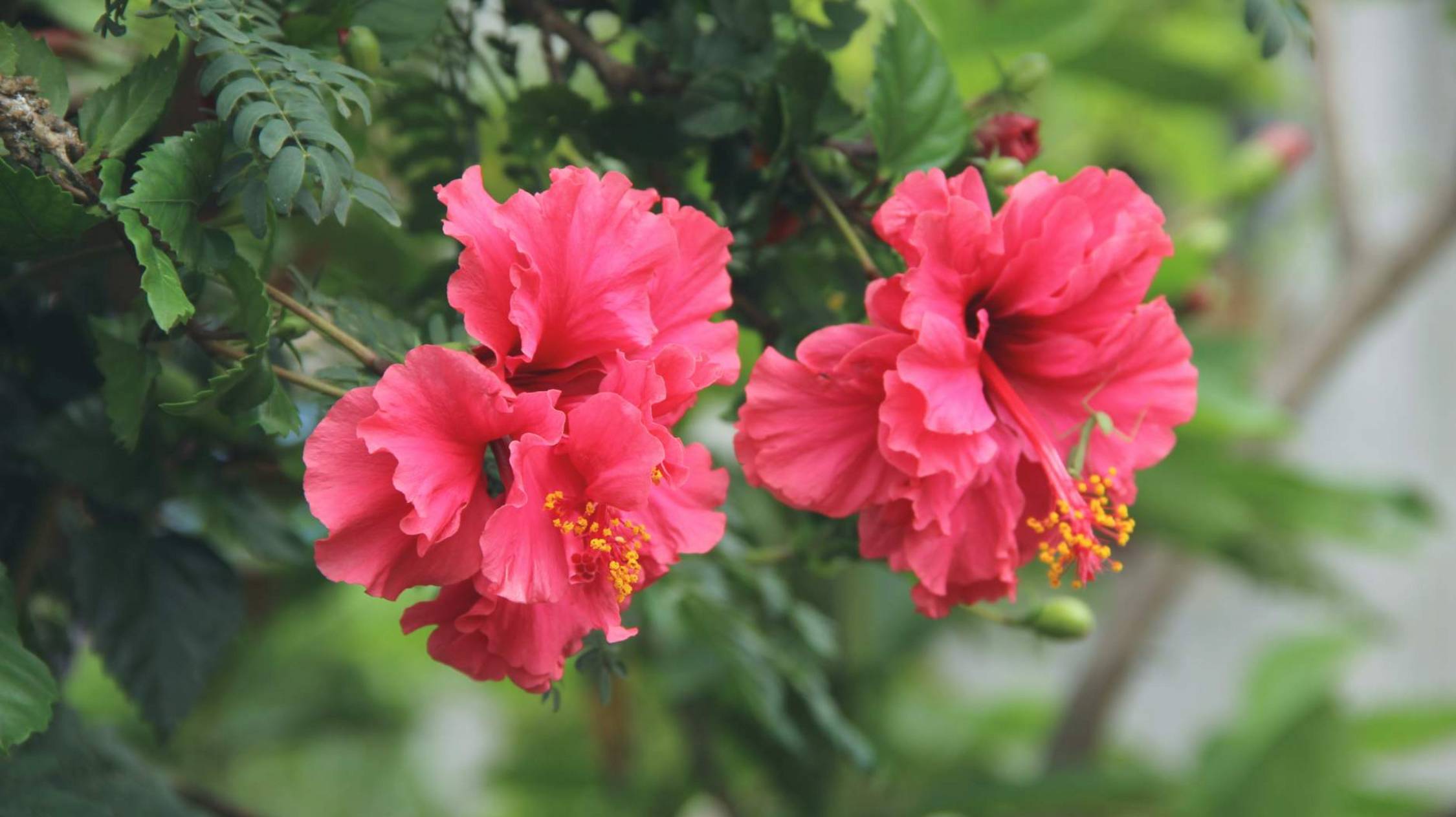 Гибискус. Это что?