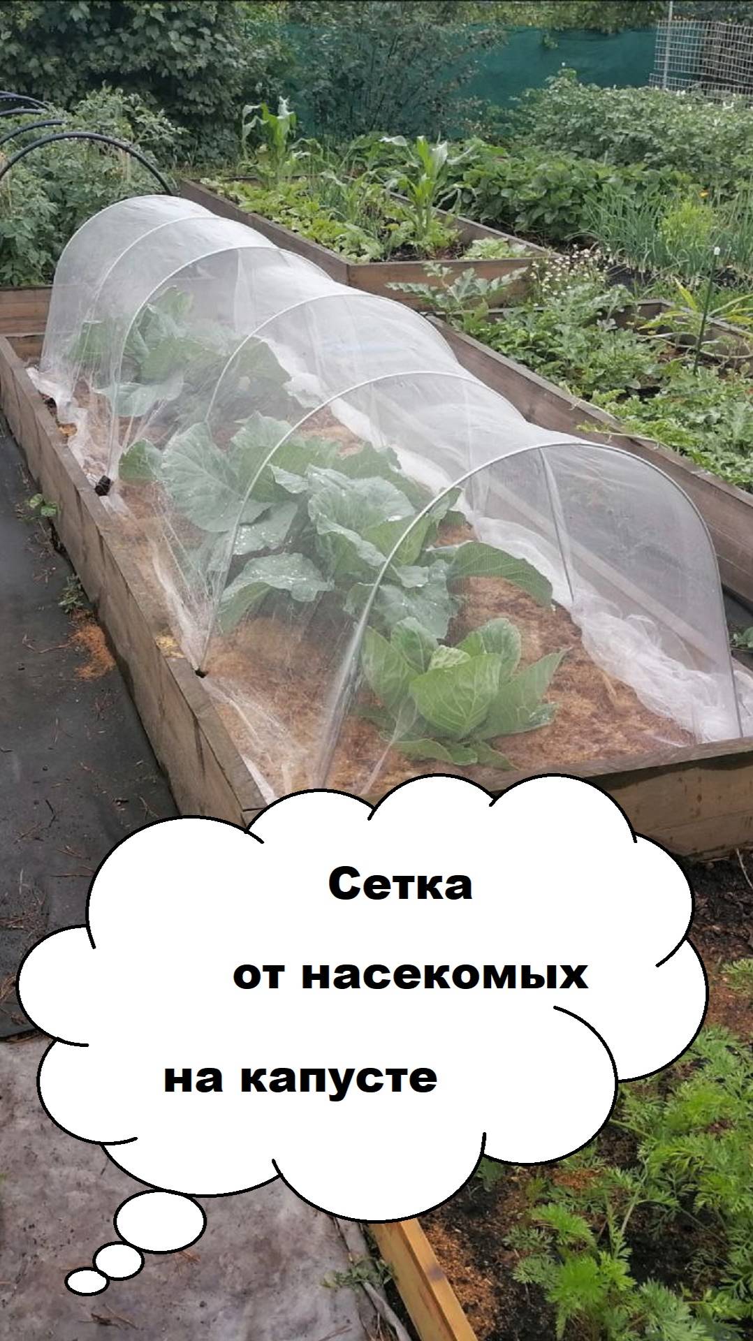 Сетка от насекомых на капусте. Отзыв