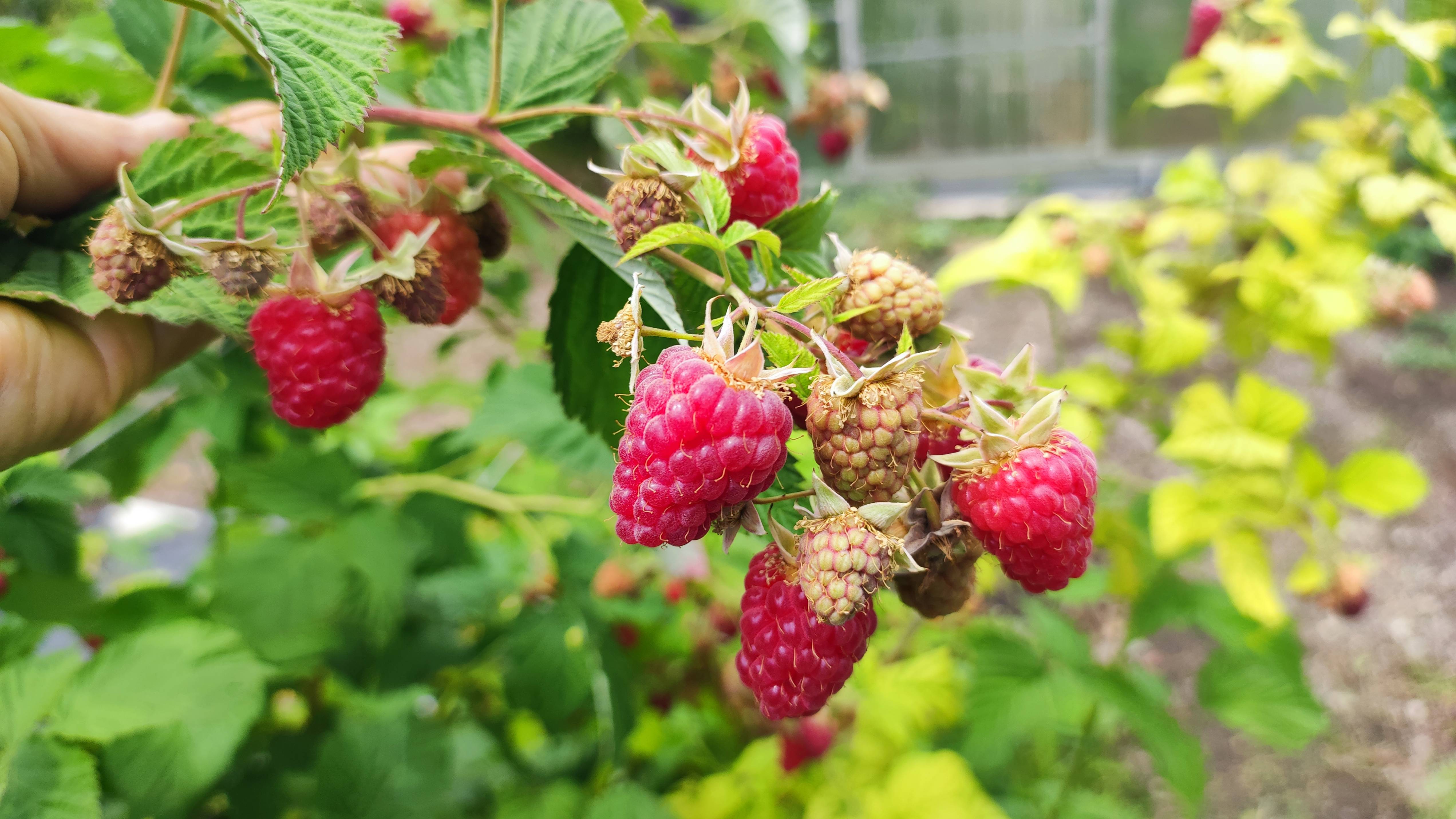 Срочные работы с малиной.