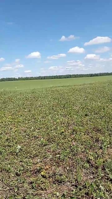 Что с покосом? 25.07.25