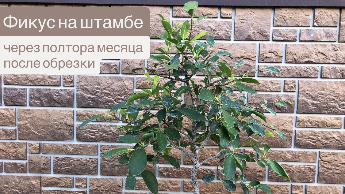 Фикус на штамбе спустя полтора месяца после обрезки. Обзор результатов
