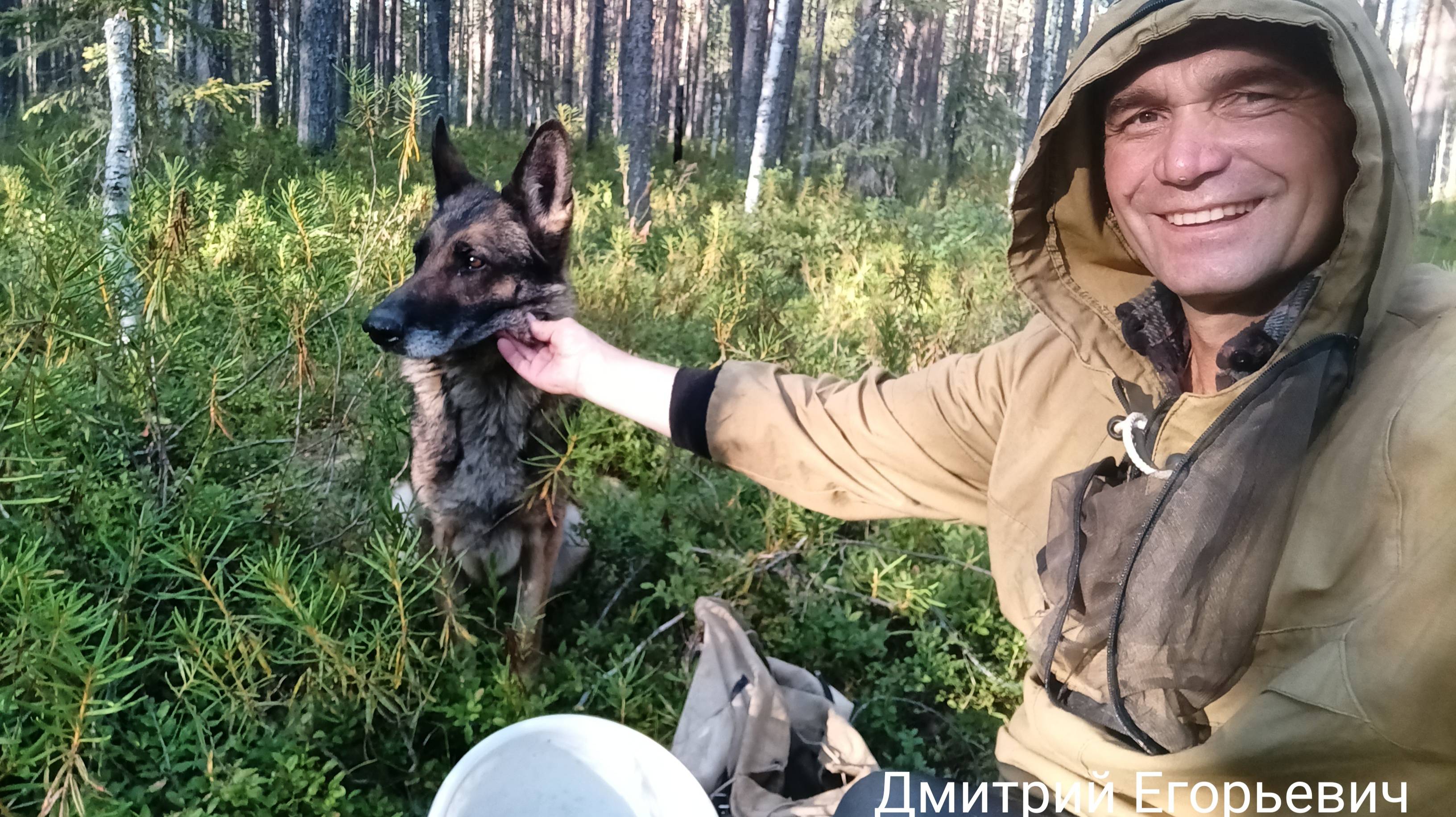 Побывали овчаркой Лесная ягоды собирать Черника