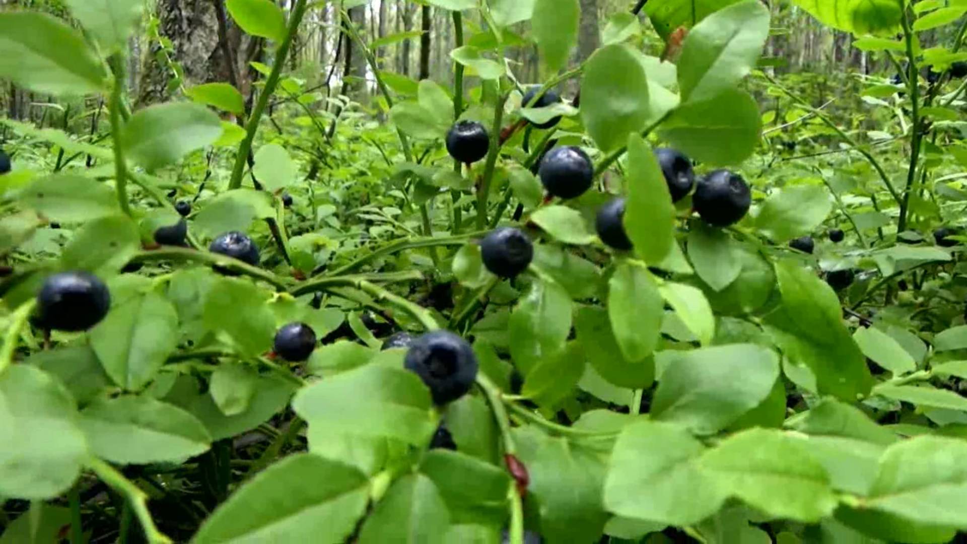 Лесная черника