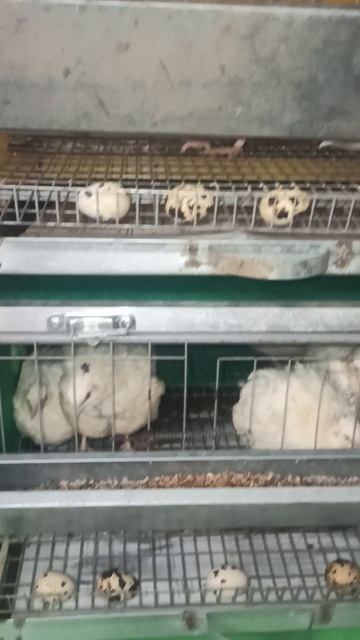 Мои НОВЫЕ старые ПИТОМЦЫ 27/07/25