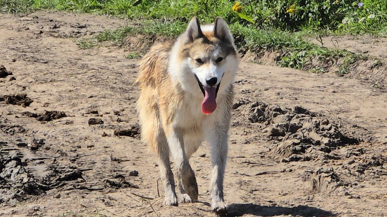 Едет крыша от жары