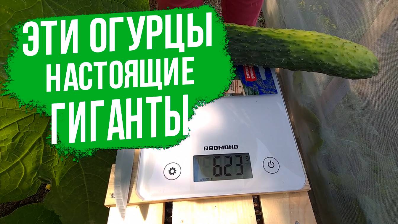 Огурец Пекинский гурман  - вкусный, ароматный, сладкий и ну очень урожайный!