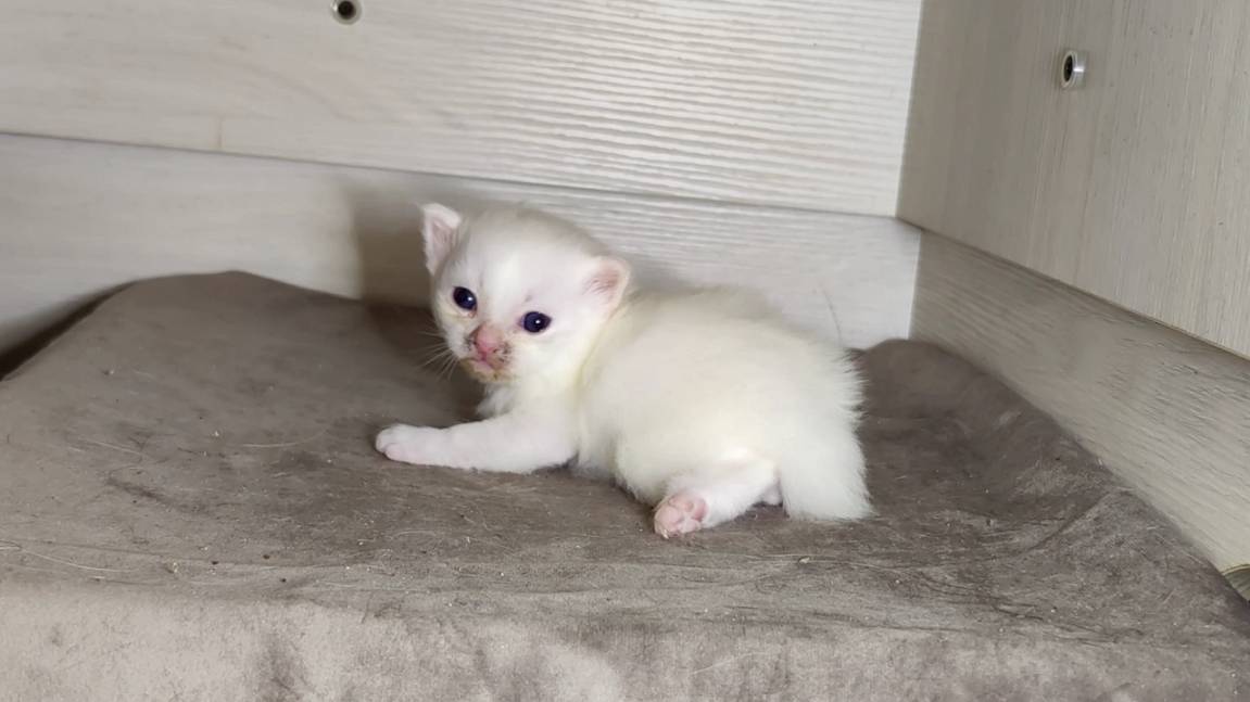 Новорожденный котёнок. Двадцать один день. Котёнок и его мама-кошка.