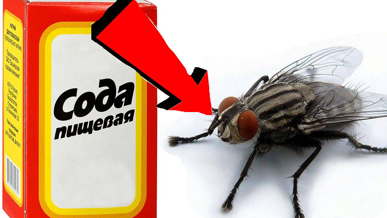 Как избавиться от мух За 3 Секунды !.!!!!!.!