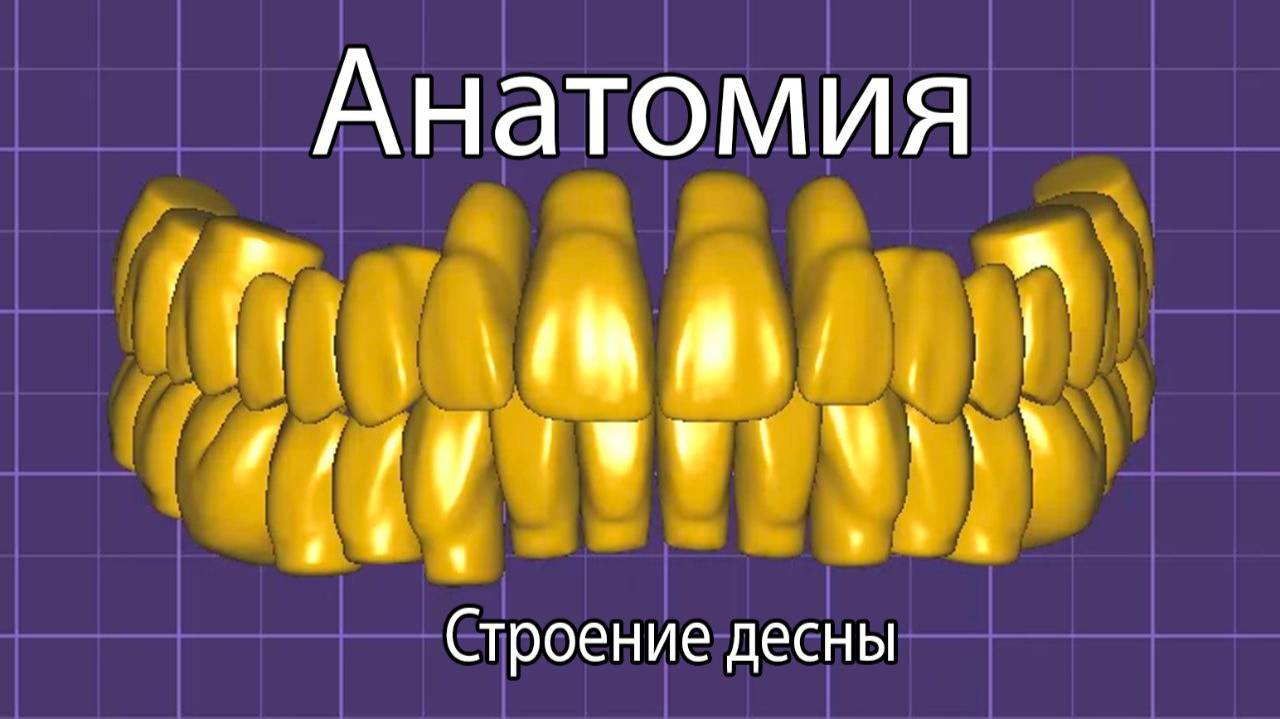 Строение десны и ее функции. Что нужно знать для зубного техника?