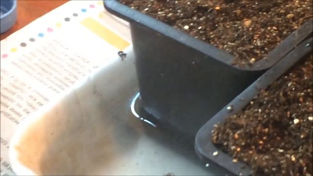 Рассада клубники фриго. Как сохранить до высадки в грунт. От покупки  и до цветения.