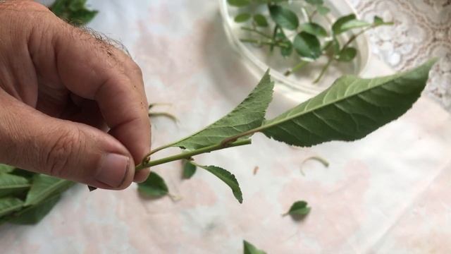 Летнее черенкование зелеными черенками на примере розы и вишни