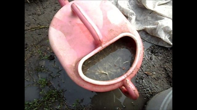 Подкормка куриным пометом