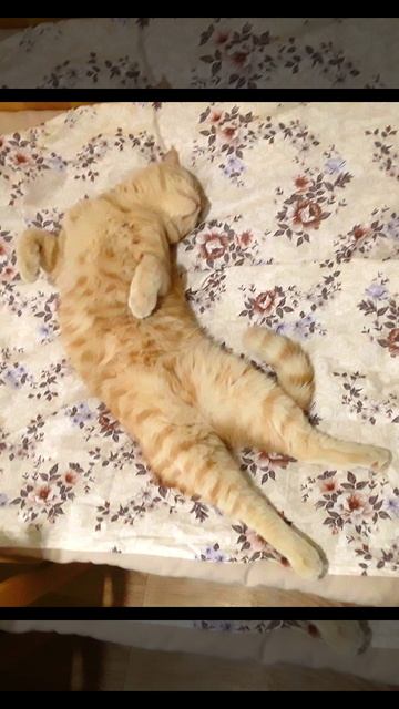 Смотрели мы с дедом фото...