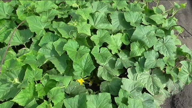 Огурец КУСТОВОЙ