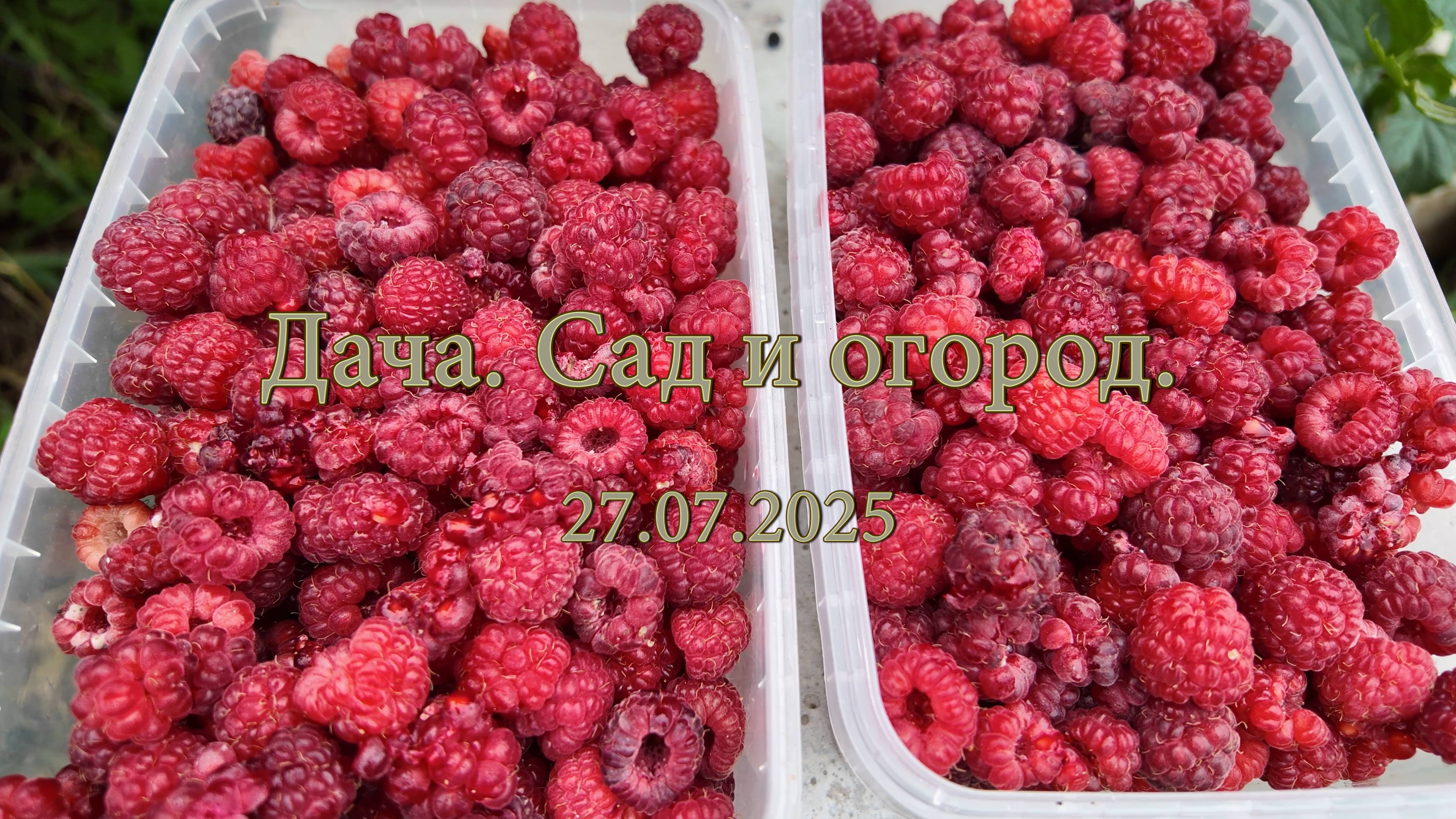 Дача. Сад и огород. 27.07.2025