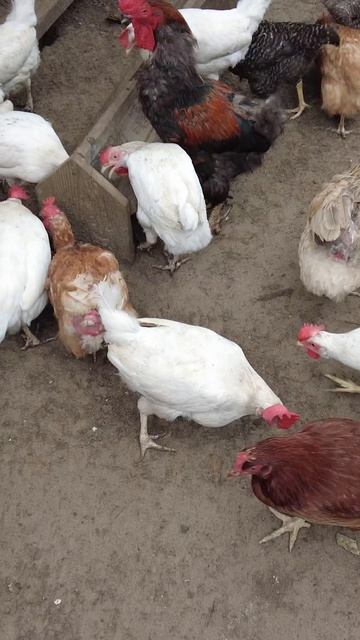 Колбасный реслинг! Добыча и потеря.