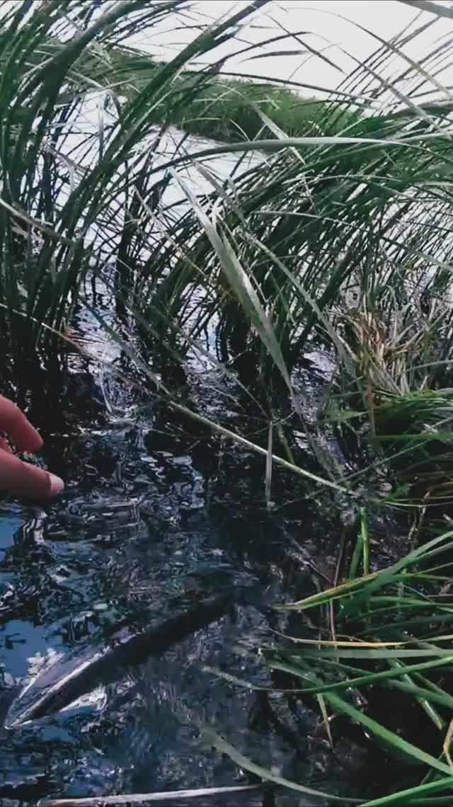 ЗЛАЯ ЩУКА НА СПИННИНГ