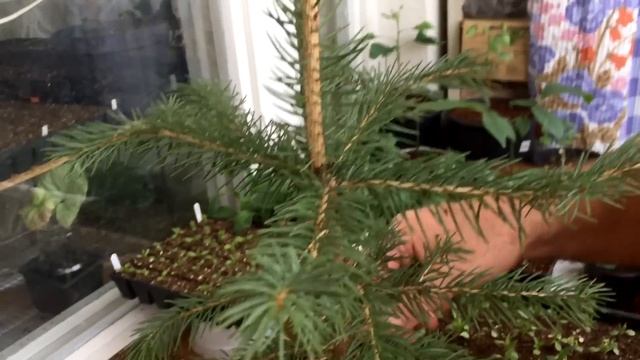 Размножение голубой ели черенками. Результат зимнего и новое, весеннее черенкование голубой ели.