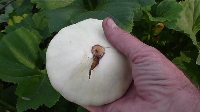 Поспели первые патиссоны