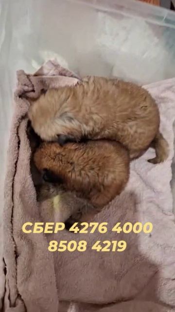 Карапузики растут