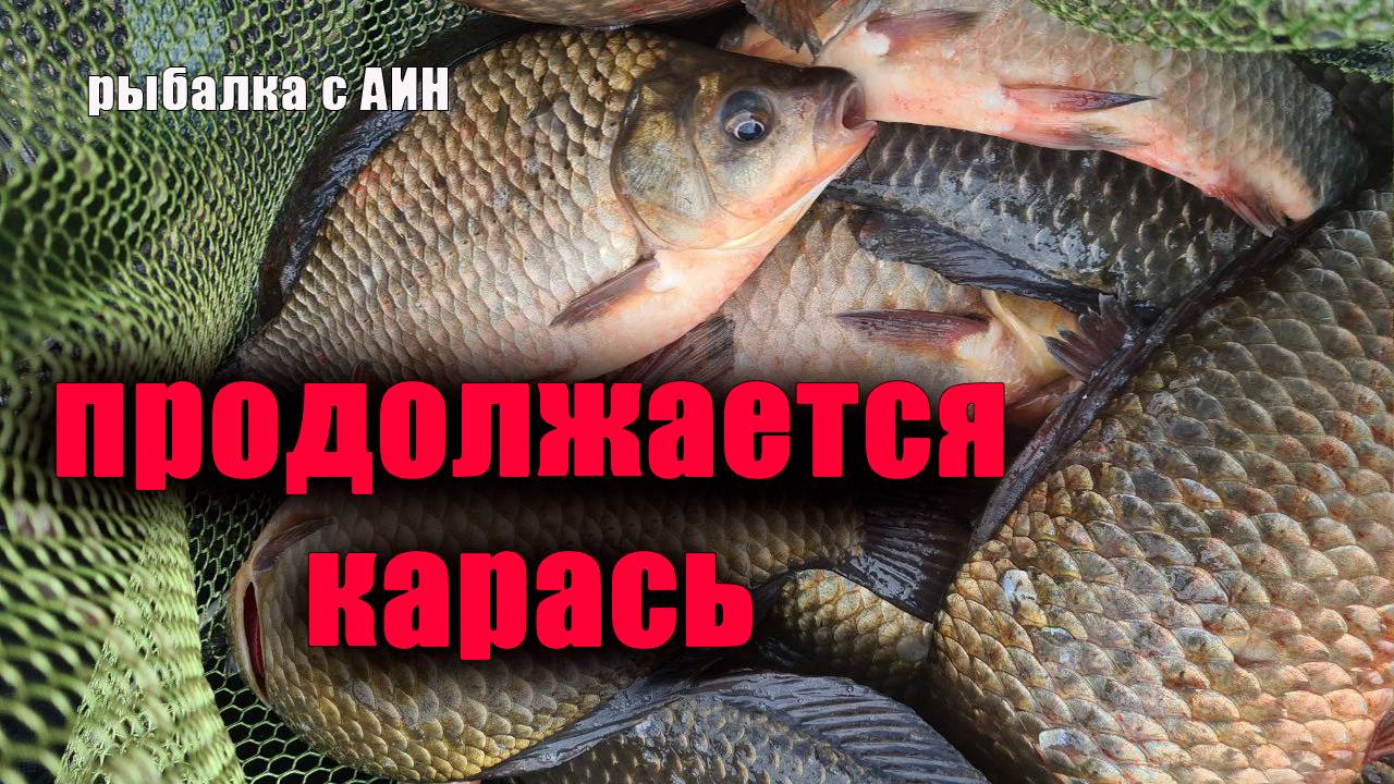 «Рыбалка на карася. Ловля карася на поплавочную удочку. Поплавок крупным планом»