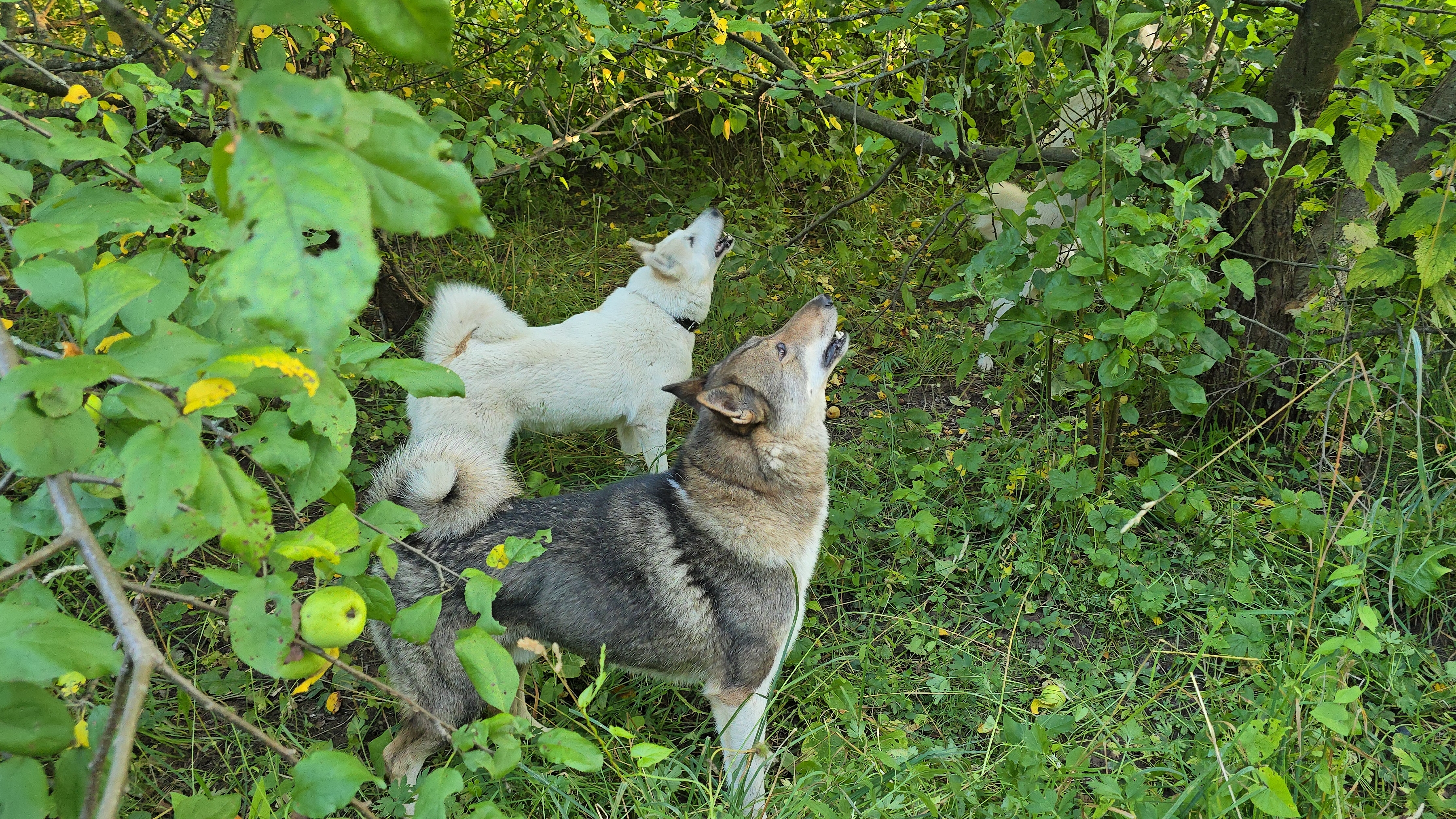 Кипишь в берёзках