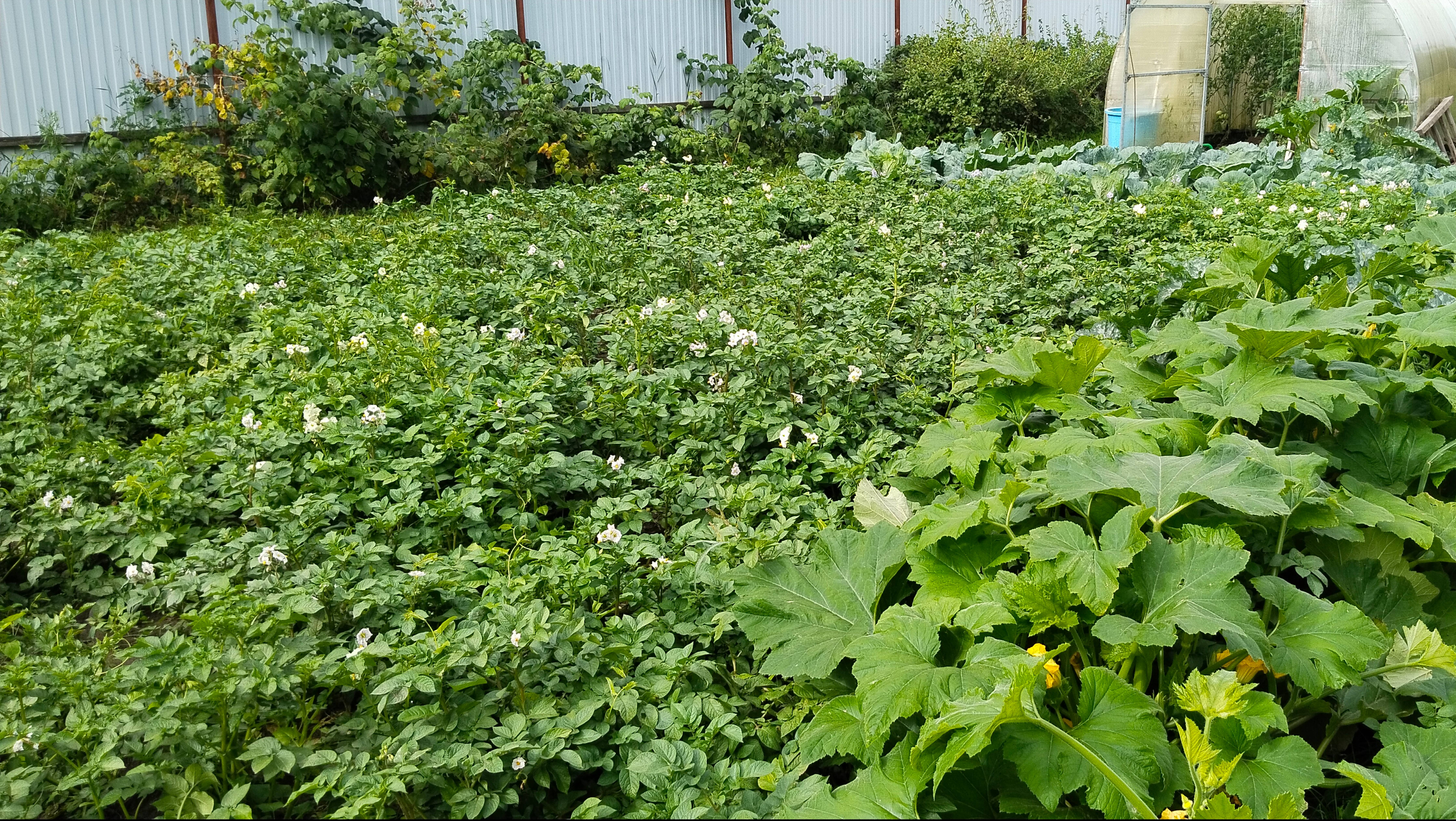 Дела огородные. Июль 2025