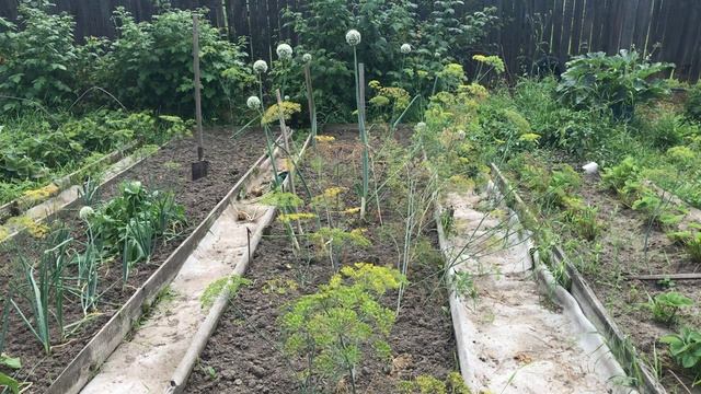 Как получить собственные семена лука. Получить здоровый урожай.