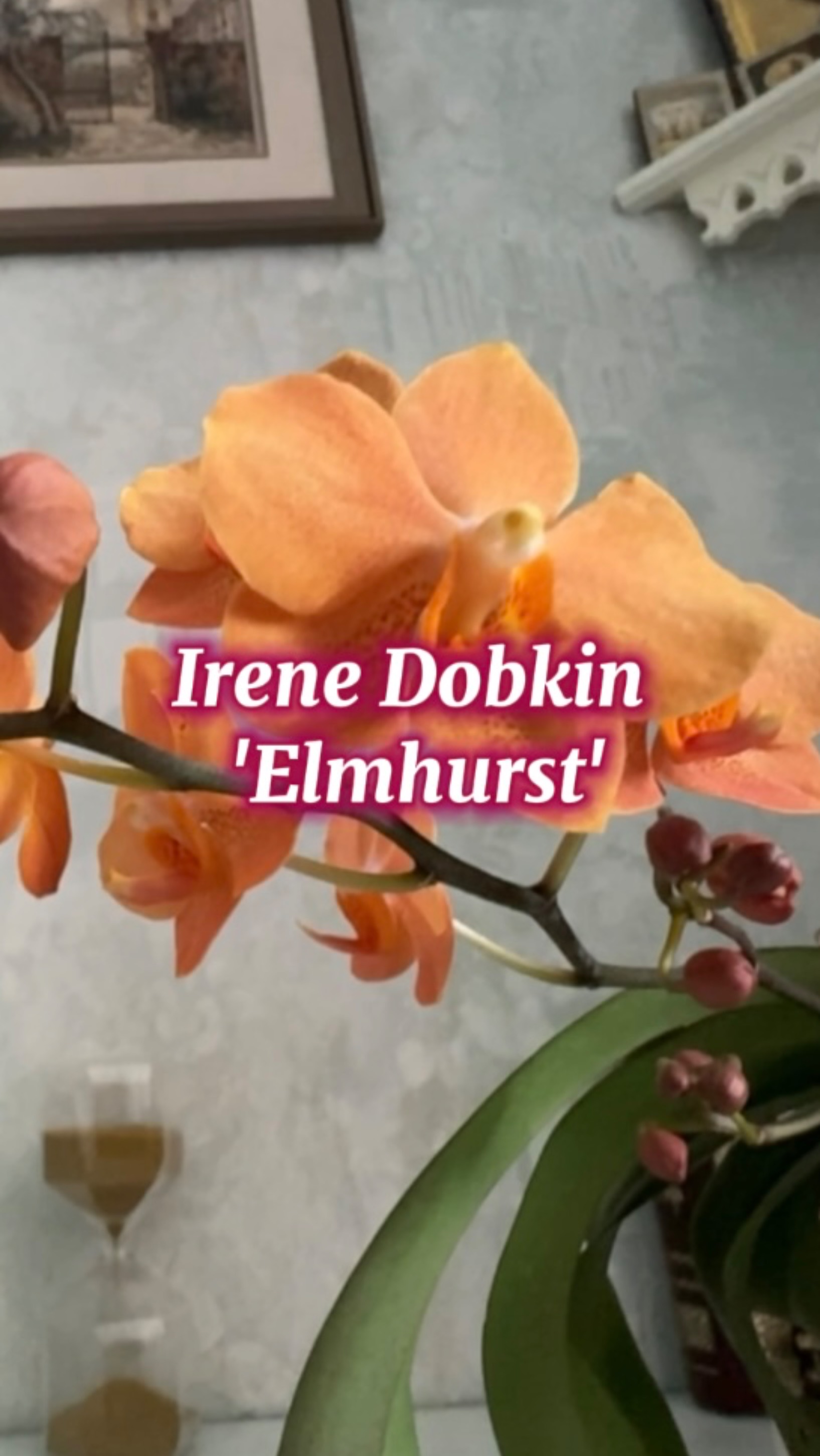 Асконопсис Irene Dobkin (Elmhurst)