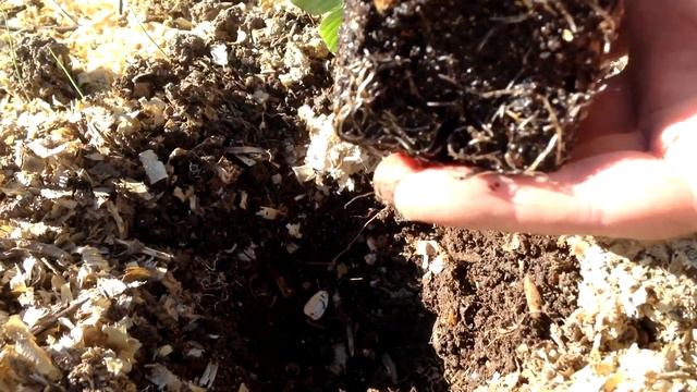 Высаживаю рассаду клубники в некопаную почву