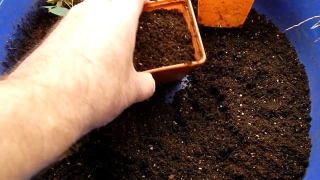 Результат зимнего черенкования плетистой розы через 3 недели.