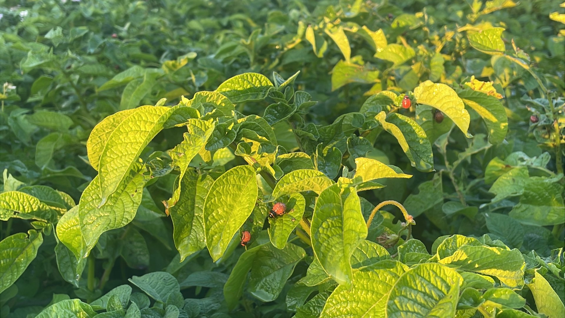 На картофельной ботве появился Колорадский жук 🙈, чем обработать картофель 🤔