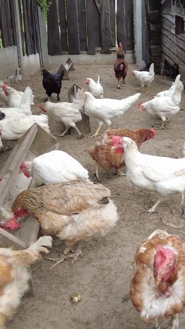 Петя, Петя, петушок, общипанный лошок!