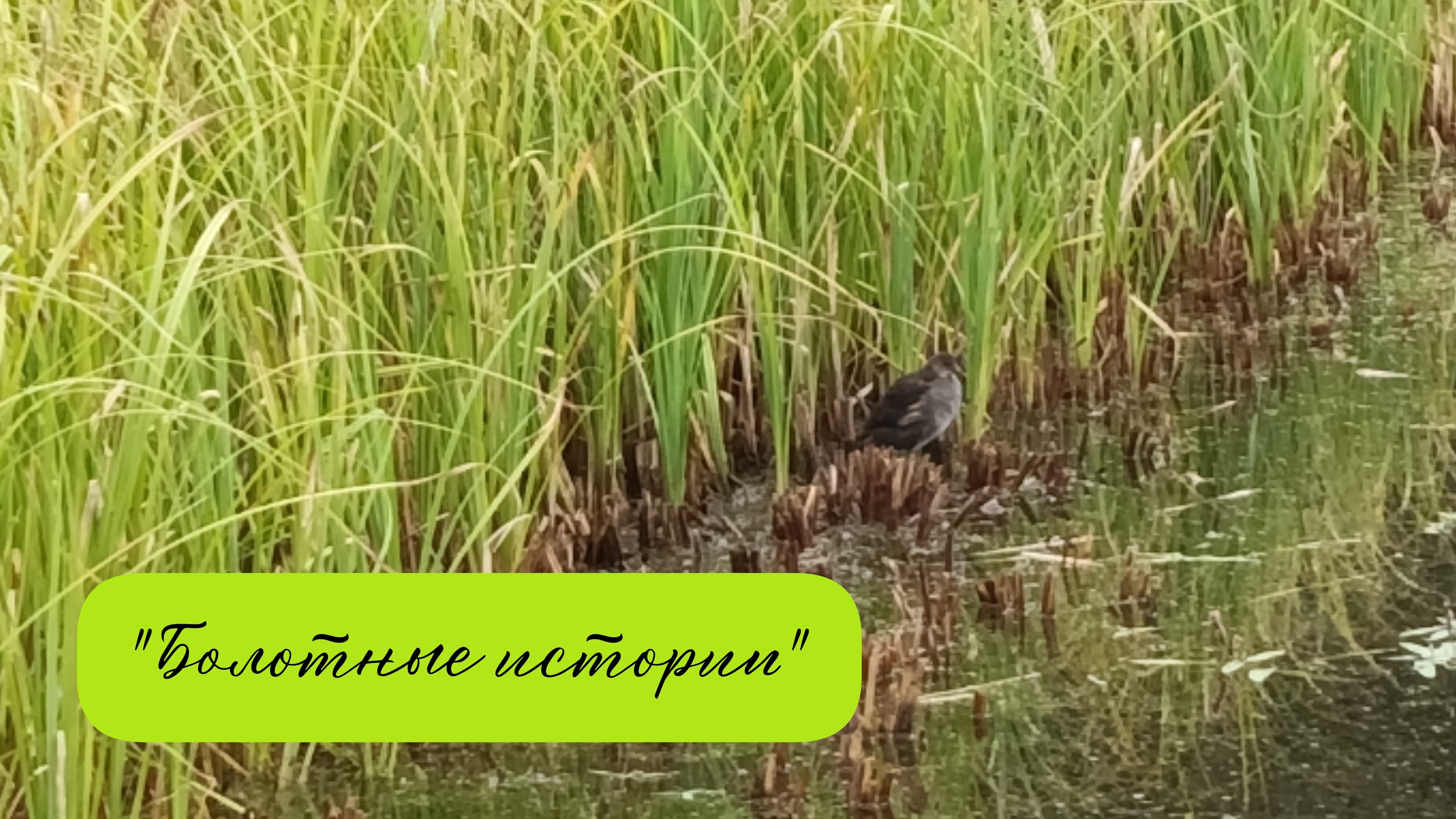 "Болотные истории" 🦆✨🍀