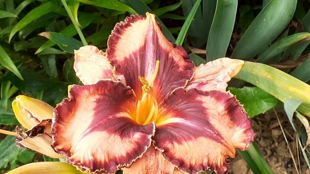 лилейник EXTRAVAGANT