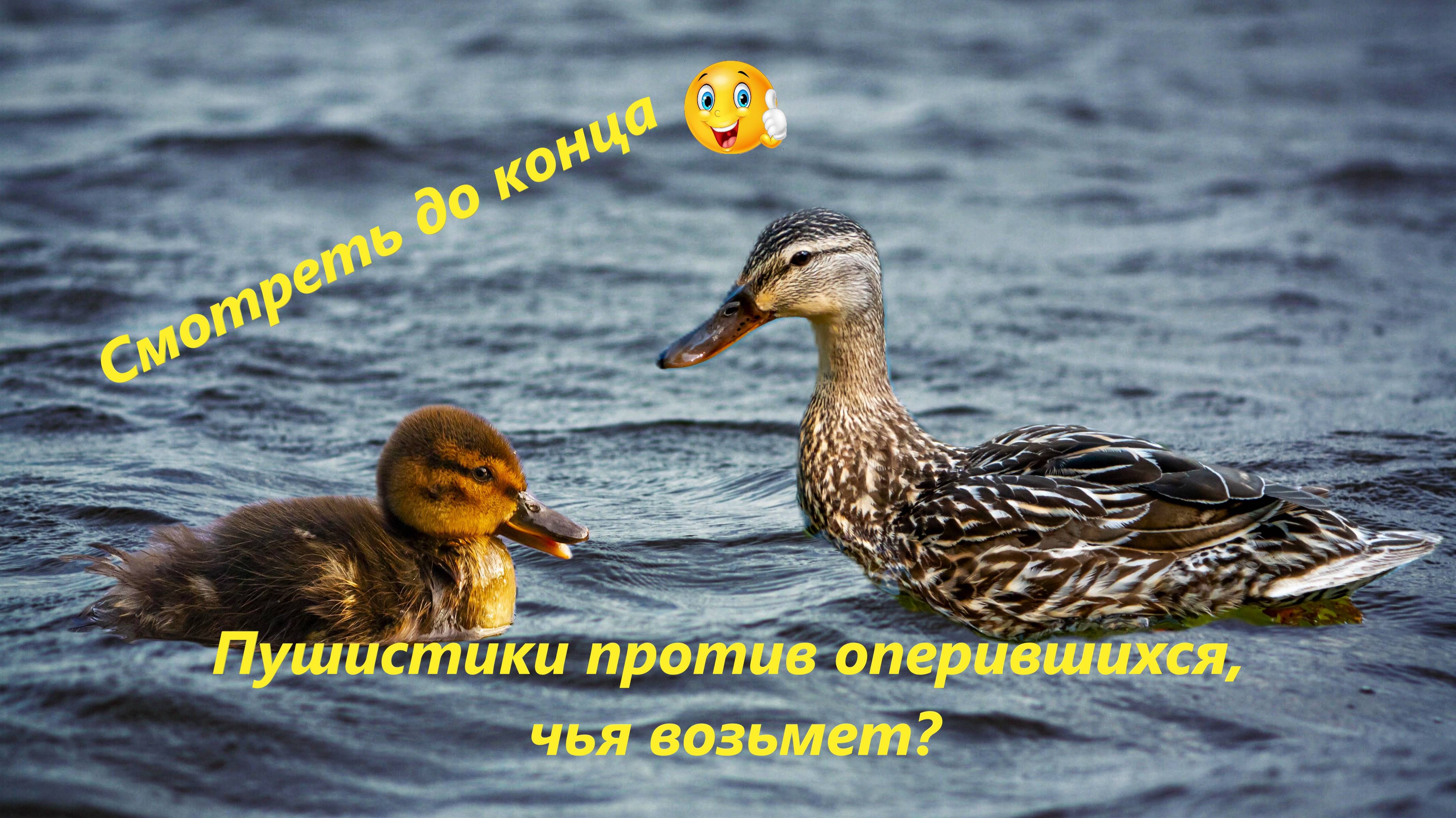 Дикие утята разного возраста делят территорию!