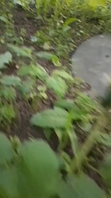 #shorts#цпко#охотанамышку#санктпетербург#шустрая#