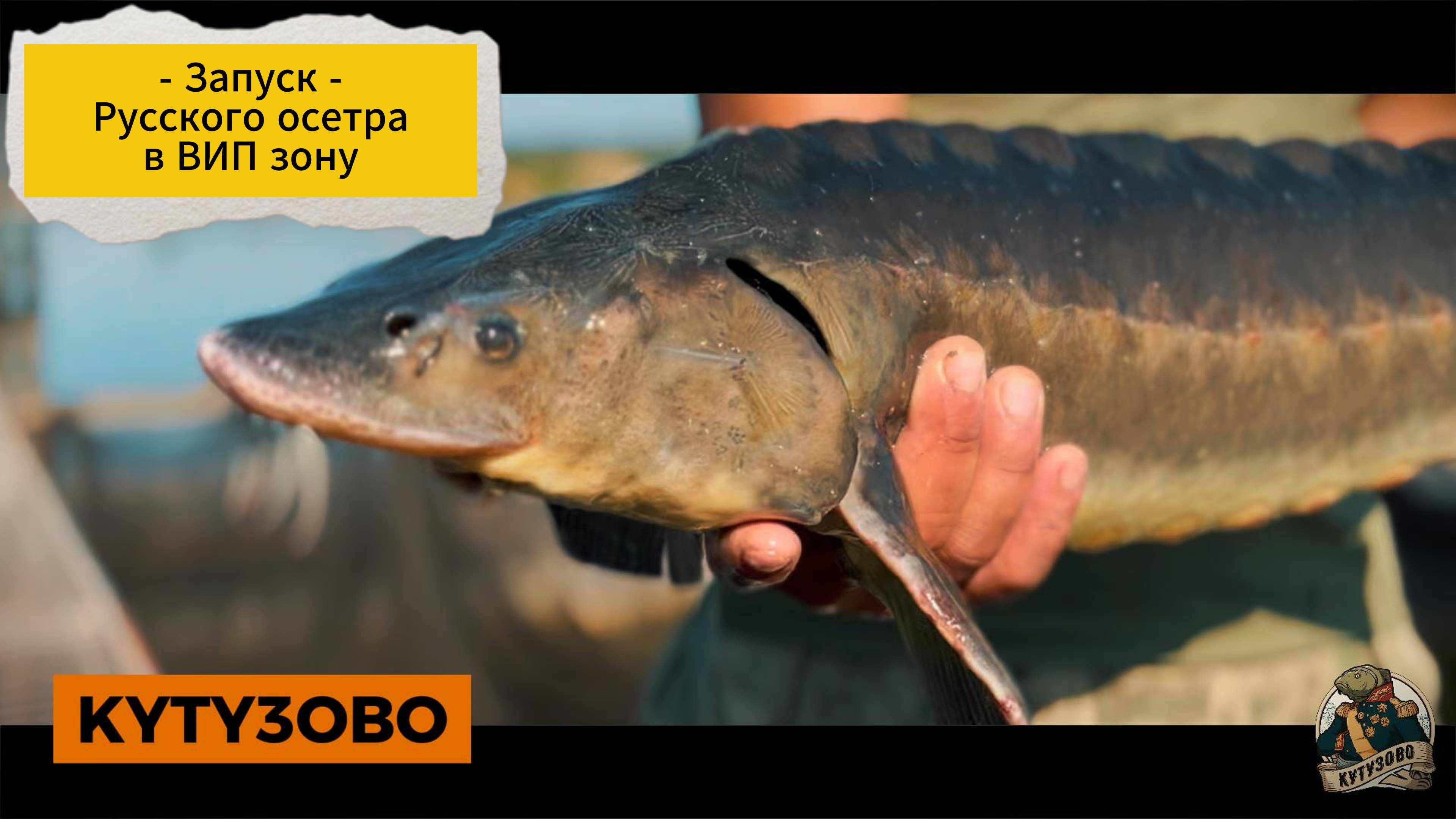 Запуск Русского осетра в вип зону 29.07