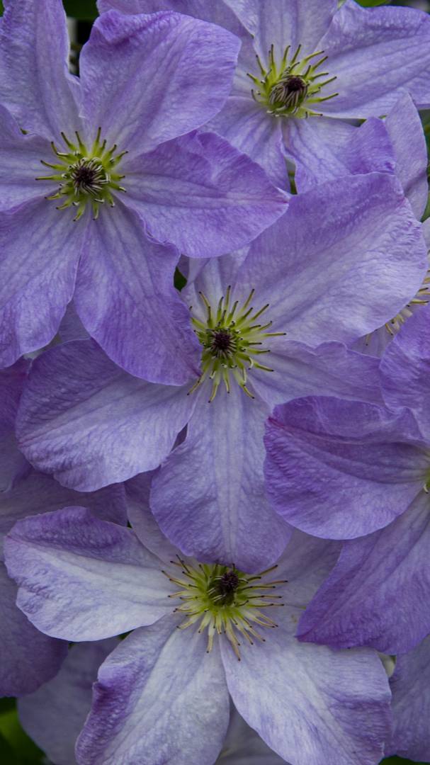 Элегантный клематис Принц Чарльз