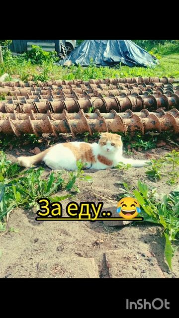 Кексик в июне 2024 #youtubeshorts #cat #like #коткекс #дача #юмор #youtube
