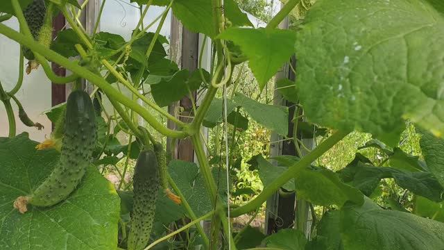 Огурцы в июле. Завязь опадает? Как это избежать. Защита огурцов от паутинного клеща, белокрылки.
