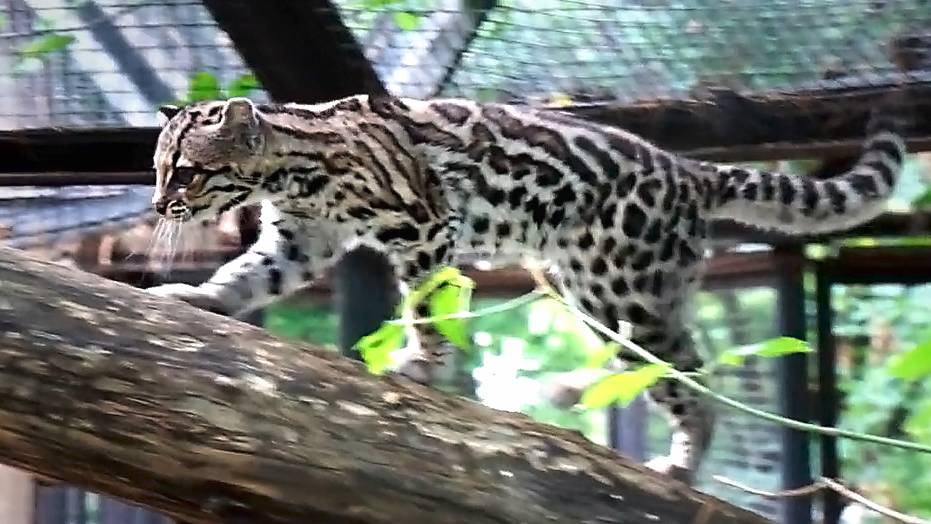 Котенок маргая - скалолаз, верхолаз и любитель поиграть хвостиком.