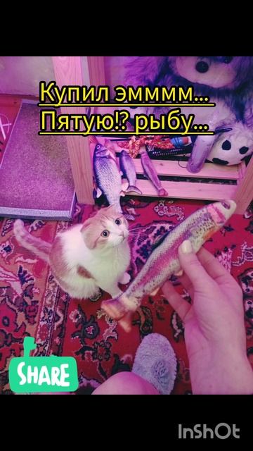 Кексик в ноябре 2024 #youtubeshorts #коткекс #котокалендарь #funny #котик #like #ноябрь #cat