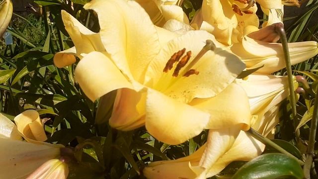 лилия САЛТАРЕЛЛО от-гибрид